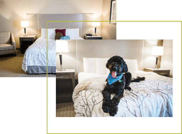 dog sitting on a bed vector
